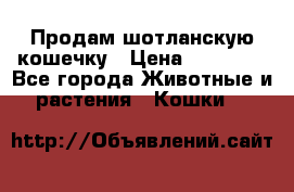 Продам шотланскую кошечку › Цена ­ 10 000 - Все города Животные и растения » Кошки   